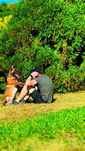 Dog Training Hub on Reels