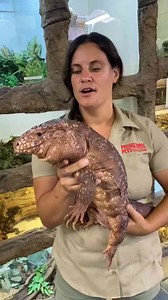 This Giant Lizard Can Bite with Over 200 Pounds of Force!