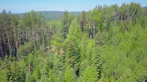 ProRes. Logging from aerial view, Siberian forest.