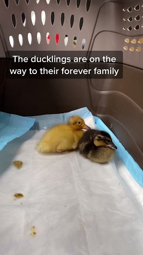 I’m not crying- you’re crying🥺#dunkinducks #ducklings #duck #foreverfamily #goodbye
