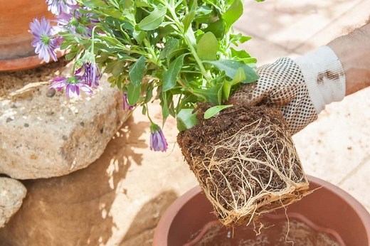 How To Propagate Daisy Plants? (Step-by-Step Guide)