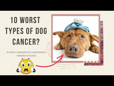 These 10 types of cancer will make you fear for your dog of 2021