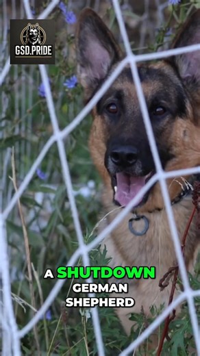 Trauma Creates Control, Not Just Fear in Dogs #dog #workingdogs #germanshepherd #workingdog