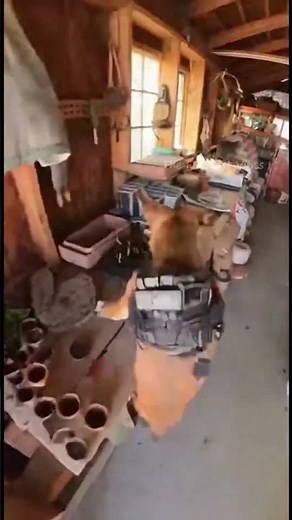 Laughing = Losing | I Lost Immediately - The Funniest Vines