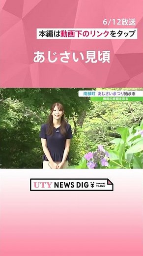 「綺麗なあじさいを堪能していただければ」 あじさいの名所 70種類 3万株が咲き誇る #山梨 #南部 #あじさい #shorts #uty #花 #見ごろ