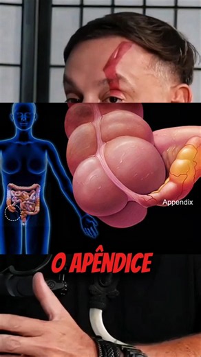 What is the function of the appendix?