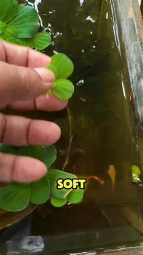 Water Lettuce Can Clean Polluted Water! #WaterLettuce #PistiaStratiotes #InvasivePlant