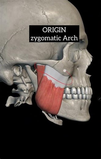 Masseter muscle anatomy