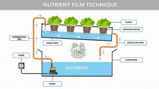 Top 20 Nutrient Film Technique Advantages And Disadvantages - You Need To Be Aware Of | Plants Heaven