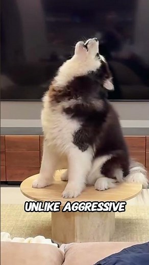 Why Dogs Growl While Playing?