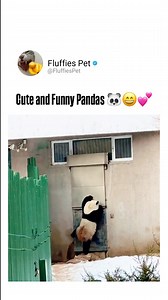 8.6M views · 272K reactions | Cute and Funny Pandas  #FunnyPandas #CutePandaMoments #PandaLovers #AdorablePandas #PandaVibes #PandaLife #PandaJoy #PandasOfInstagram #PandaMood #PandaTime #PlayfulPandas #HappyPandaDay #SillyPandas #PandaLaughs #CutenessOverload | Fluffies Pet | Facebook