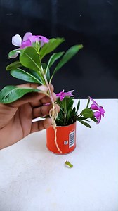 9.5K views · 93 reactions | Best method for grow periwinkle flower plant at home || Easy & fast grow your garden with colorful flowers //#highlights | Dian Creative | Facebook