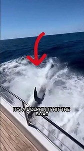 A Dolphin Leaps Into a Yacht to Escape a Whale - Pure Chaos
