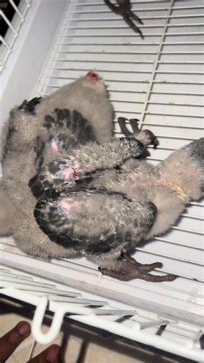 African Grey Parrot Care Tips: Healthy African Grey Guide