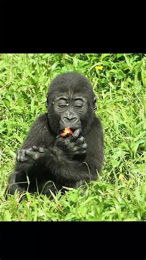 Little gorilla enjoys delicious tomato~ / Ringo / #shorts #gorilla #ゴリラ #cute