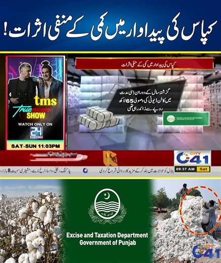 The Negative Impacts Of Declining Cotton Production | Breaking News | City 41 Disclaimer: This post is for informational and news reporting purposes only. We do not promote or endorse any views, actions, or events mentioned. Content complies with community guidelines and is shared in the public interest by a news/media organization. | City41