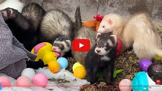 Ferret Business: Thriving Together in a Social Squad - CMZoo