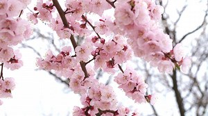 Beautiful winter pink flowers - Free Stock Video