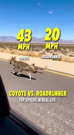 Road runner in real life 🐺🤣 #funny