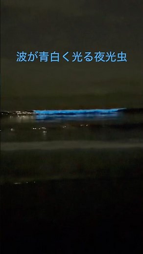 波が青白く光る夜光虫という現象#夜光虫 #江ノ島