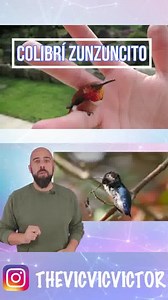 El zunzuncito, colibrí zunzuncito, ​ pájaro mosca, o elfo de las abejas es la especie más pequeña de los colibríes y de las aves en general. #animales #naturaleza #curiosidades #colibri #aves #pajaros #interesante | Víctor Vic TV