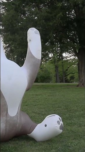 (That's not) Bigfoot Evidence | Analyzing the Massive Paw Print! 🦊 #pawprint #woah