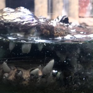 7K views · 229 reactions | Dan the alligator chows down on some fish!...