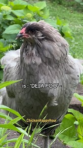 1.2M views · 29K reactions | Word of the Day  #wordoftheday #chickens #funnyanimals #dejavu #poo #chickensofinstagram #sarcasm #chickenhappyhour | Chicken Happy Hour | Facebook