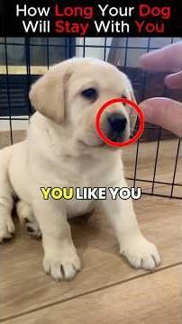 How Long Does Each Dog Breed Actually Live?