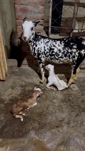 #kkgoats #viral_video #viralvideo #foryou #fyp #kkgoatfarm