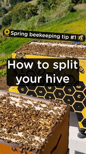 252K views · 3.6K reactions | Learn how to split your hive with Pete  Spring is the perfect time to get started with a new colony. If you have a large, healthy hive, it is possible to create a new colony from it by making what is called a split. “Splitting” is a cost-effective way of establishing a new hive and one of the best gifts an experienced beekeeper can give someone new to the hobby. #beeeducation #beekeeping #flowhive | Flow Hive | Facebook