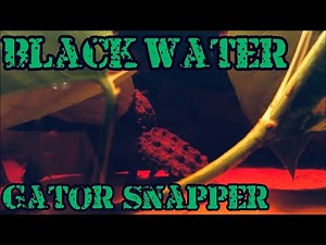 Setting up an ALLIGATOR Snapper TANK!