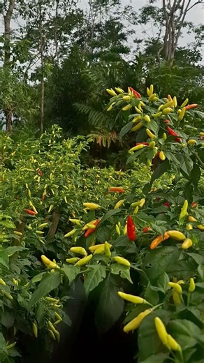 di saat musim hujan jangan lewatkan pemberian pupuk yang mengandung unsur calsium