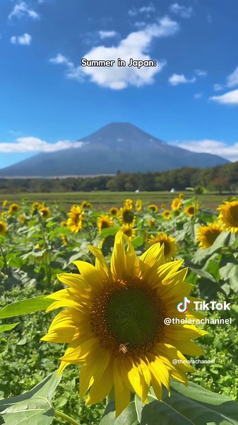 Explore Japan in Summer: Your Ultimate Travel Guide!