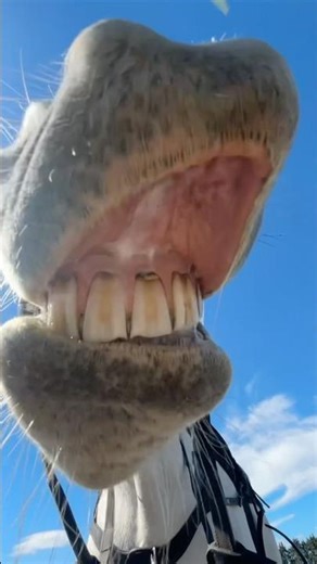 Funny horse fails 😈🔥 #funnyanimals #fail #memesdaily #horse #equestrian #failvideo