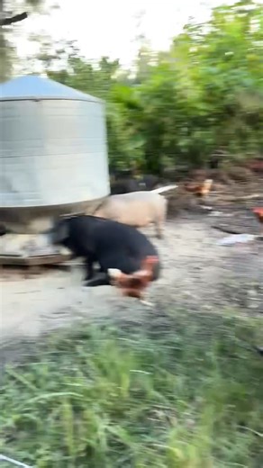 space ranger (@space.ranger)’s videos with original sound - space ranger