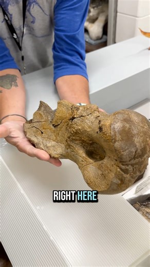 1.9K views · 27 reactions | Next up: Dinosaurs and fossils! Explore fossils from our collections and learn what it's like to find and uncover ancient giants. Join our Paleontology team at Indeed Brewing for bite-sized science and brews tomorrow from 6-7:30 p.m. | Science Museum of Minnesota | Facebook