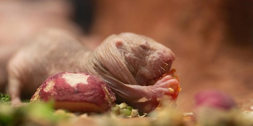 10 Things You Didn’t Know About Naked Mole-rats