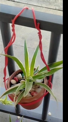Zero-Waste Plant Hanger Tutorial 🌎#diy #lifehacks #plants