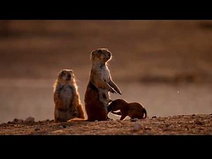 Prairie dog puppies: Nature's most Adorable & Endearing Creatures