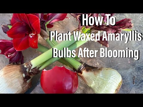 How To Save & Plant Your Waxed Amaryllis Bulbs After Blooming!