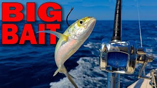 Hooking American Red Snapper in Deep Waters