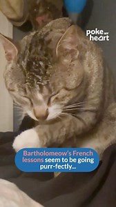 23K views · 366 reactions | Cat Gets Surprised When Owner Speaks French #Purrfect | Poke My Heart | Facebook