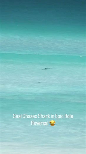 “Get here Sharky… NOW IT’S MY TURN!” 😋 💯 that Seal waited its entire life for this one moment. You could only imagine the satisfaction Mr Seal felt as they pursued from behind. We wonder whether the shark swam off to get its mumma to finish the business? 🤷🏼‍♂️ Thanks to @mitch.toft for sharing this hilarious moment with us! The clip was shot from Greenly Beach on the Eyre Peninsula back in January. #nature #battle #animalkingdom #seal #babyshark | Shark Watch SA