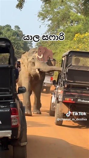 @elephant yala