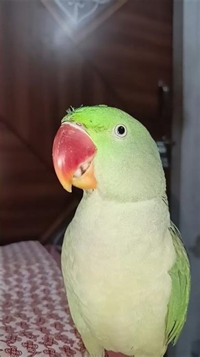 सिर्फ 10 दिनों में आपका तोता 'मिट्ठू-मिट्ठू' बोलेगा! (Secret Trick