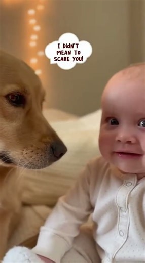 “Dog Meets Baby for the First Time — Cutest Reaction Ever!”