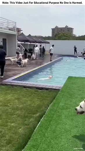 Building a Wooden Log Cabin in the Forest