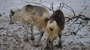 reindeer (Rangifer tarandus)