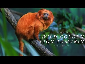 Wild Golden Lion Tamarin Sounds